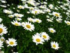Grande Marguerite, Chrysanthemum maximum