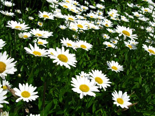 Grande Marguerite, Chrysanthemum maximum : planter, cultiver, multiplier