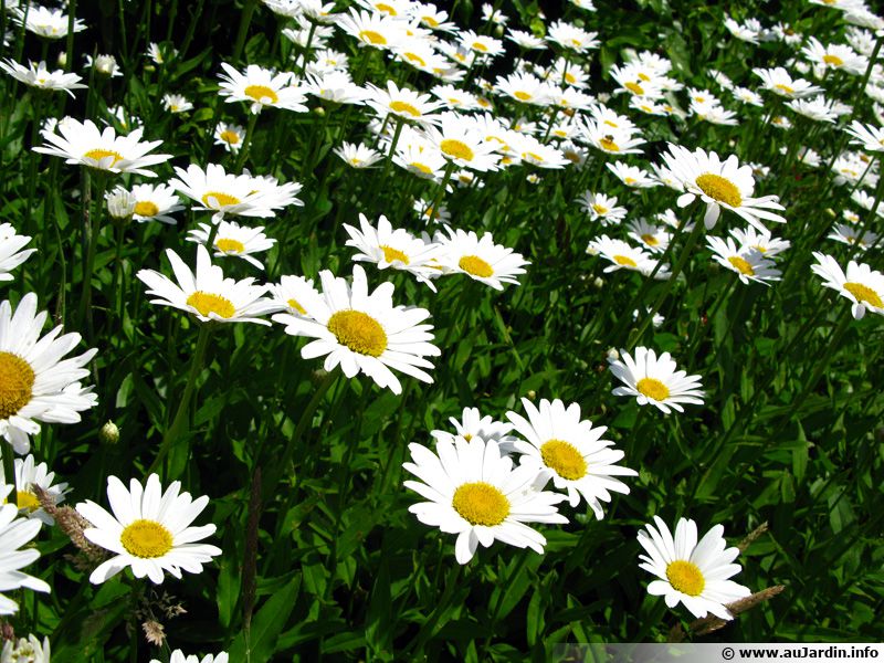 Grande Marguerite, Chrysanthemum maximum planter, cultiver, multiplier