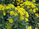 Chrysanthme du Pacifique, Chrysanthme mimosa, Ajania pacifica