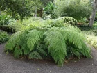 Fougre arborescente du Mexique, Cibotium schiedei