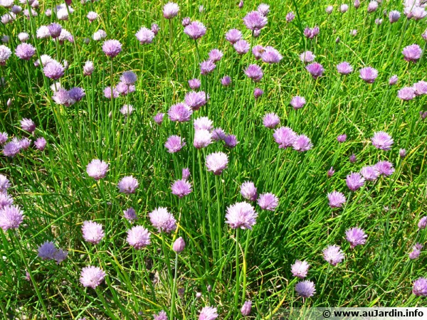 Ciboulette en fleurs; arrivée à maturité en été, les graines peuvent être récoltées pour être semées