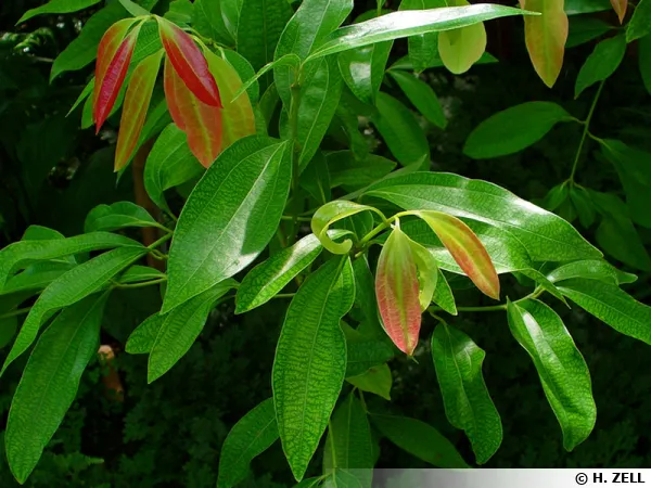 La cannelle (Cinnamomum verum) est une pice issue de l'corce du cannelier