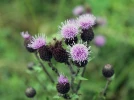 Chardon des champs, Cirse des champs, Echausside, Picot, Cardron, Cherdu, Cirsium arvense