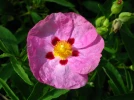 Ciste pourpre, Cistus x purpureus