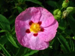 Ciste pourpre, Cistus x purpureus