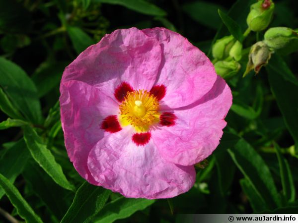 cistus x purpureus fleur 600x450