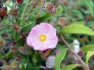 Ciste Skanbergi, Ciste rose nain, Cistus x skanbergii