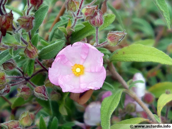 Ciste Skanbergi, Ciste rose nain, Cistus x skanbergii