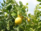 Pourquoi les feuilles de mon citronnier jaunissent-elles?