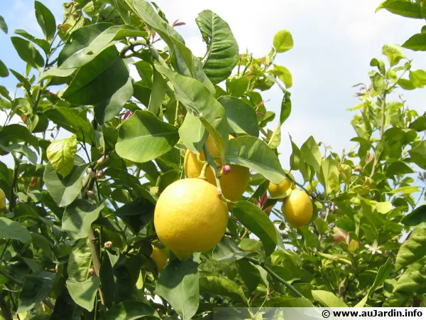 Pourquoi les feuilles de mon citronnier jaunissent-elles?