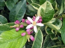 Cultiver un citronnier en pot