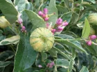 Citronnier des quatre saisons, Citrus limon 'Eureka'