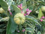 Fruits en dveloppement sur une forme panach du citron des quatre saisons