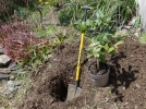 Pourquoi planter arbres, arbustes, vivaces et bulbes en automne?