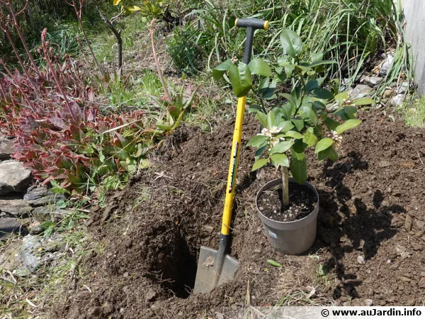 Plantation d'un citronnier en automne en zone méditerranéenne