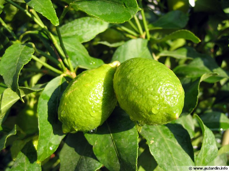 Limettier, Citron vert, Lime acide planter, cultiver, récolter
