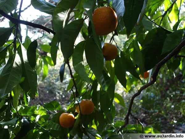 Fruits du bigaradier
