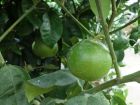Bergamotier (Bergamote), Citrus bergamia