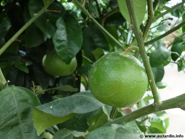 Bergamotier (Bergamote), Citrus bergamia
