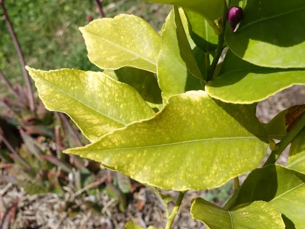 Feuilles de citrus atteintes de chlorose