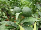 Clmentinier (Clmentine), Citrus clementina 