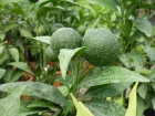 Clmentinier (Clmentine), Citrus clementina 
