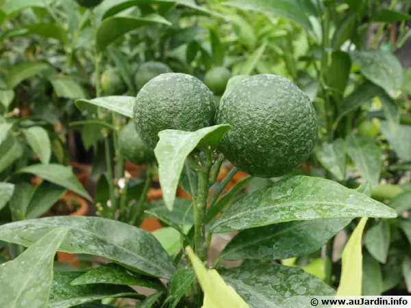 Deux clémentines pas encore mûres, Clémentinier, Citrus clementina