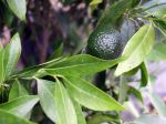 Mandarinier (Mandarine), Citrus deliciosa Mandarinier (Mandarine), Citrus deliciosa