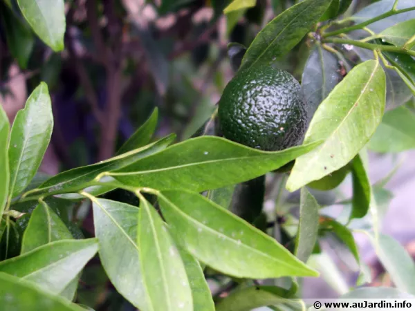Mandarinier (Mandarine), Citrus deliciosa