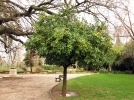 Des fruits exotiques dans le Sud