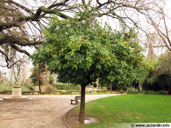Des clémentiniers dans un parc à Hyères les palmiers