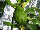 Combava, Limettier hriss, Papeda de Maurice, Citrus hystrix