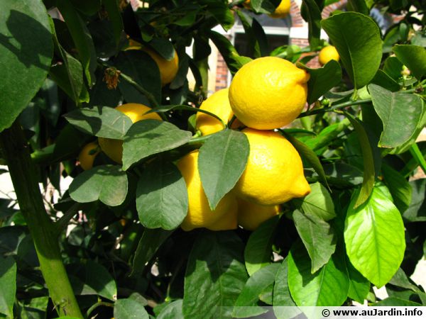 Quelle est La Différence entre un Citron Jaune et un Citron Vert ?