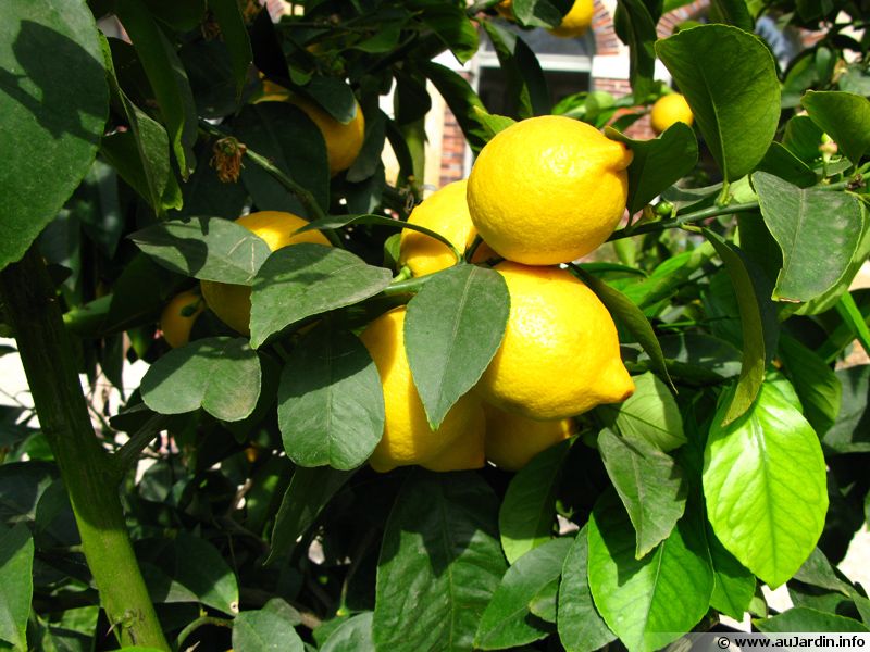 Citronnier (Citron), Limonier planter, cultiver, récolter