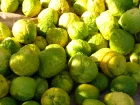 Cdratier, Citrus medica