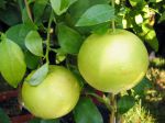 Pomelo, Citrus paradisi Pomelo, Citrus paradisi