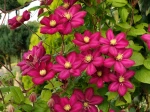 Cl�matite, Clematis