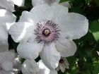 Clmatite Miss Bateman, Clematis 'Miss Bateman'