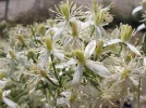 Cl�matite br�lante, Cl�matite flamme, Cl�matite poivr�e, Cl�matite odorante, Clematis flammula