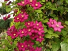 La taille des clmatites  grandes fleurs