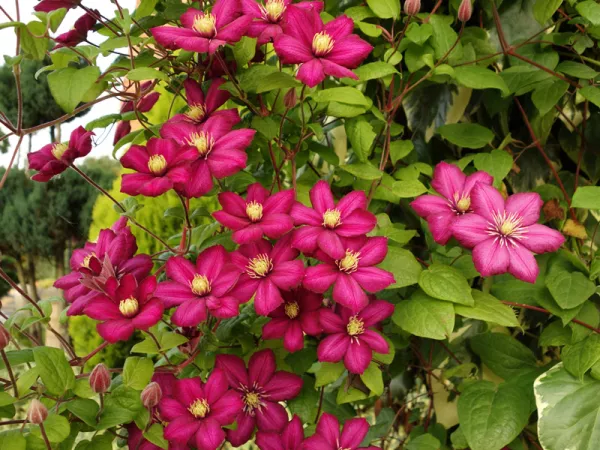 Une clématite aux grandes fleurs