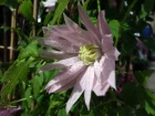 Clmatite  grandes ptales, Clematis macropetala
