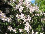 Clematis montana Clematis montana