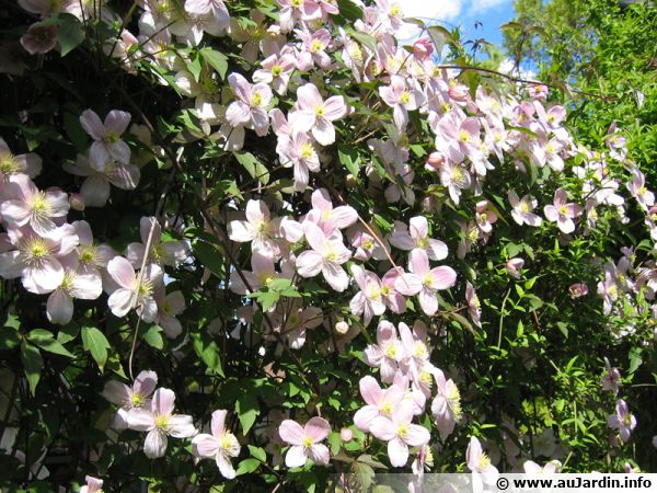 Clématites à petites fleurs : planter, cultiver, multiplier