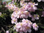 Clmatite des montagnes, Clematis montana