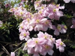 Cl�matite des montagnes, Clematis montana
