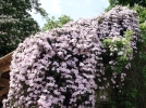 La taille des clmatites  petites fleurs