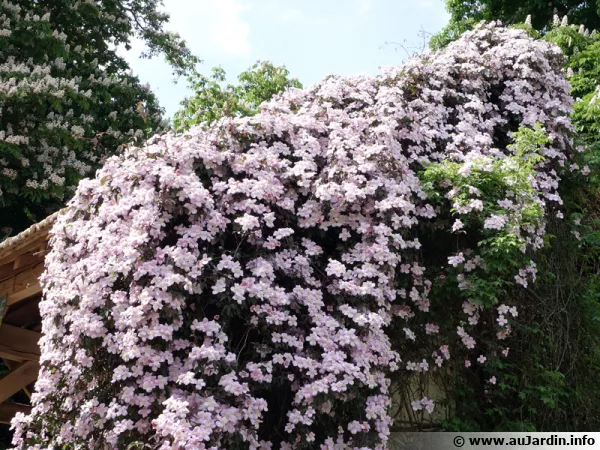 La clématite des montagnes (Clematis montana), une clématite à petites fleurs