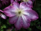 Clmatite Asao, Clematis patens 'Asao'